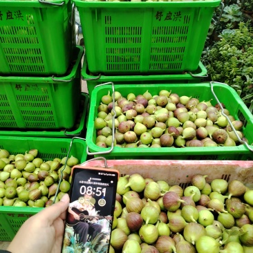 波姬红无花果高海拔树熟无花果