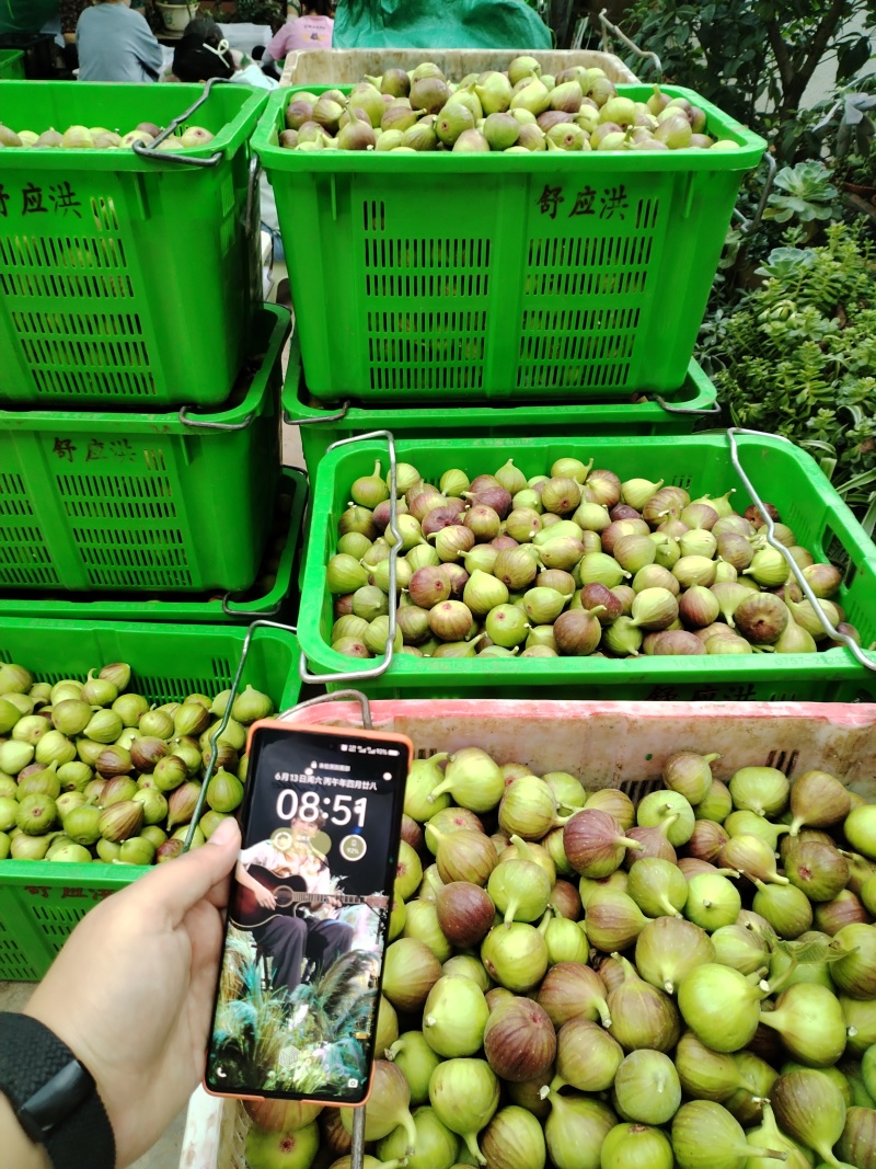 波姬红无花果高海拔树熟无花果