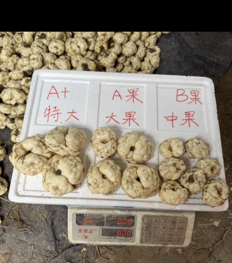 腾冲火山灰甜百合食用大百合现挖现发