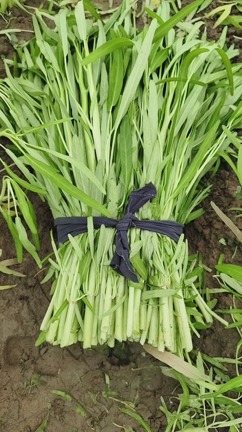 正宗博白空心菜1️⃣级货