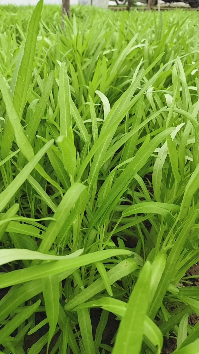 正宗博白空心菜1️⃣级货