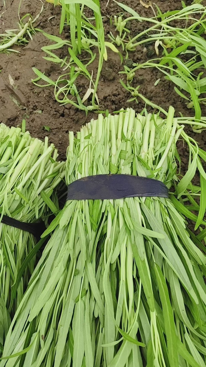 正宗博白空心菜1️⃣级货