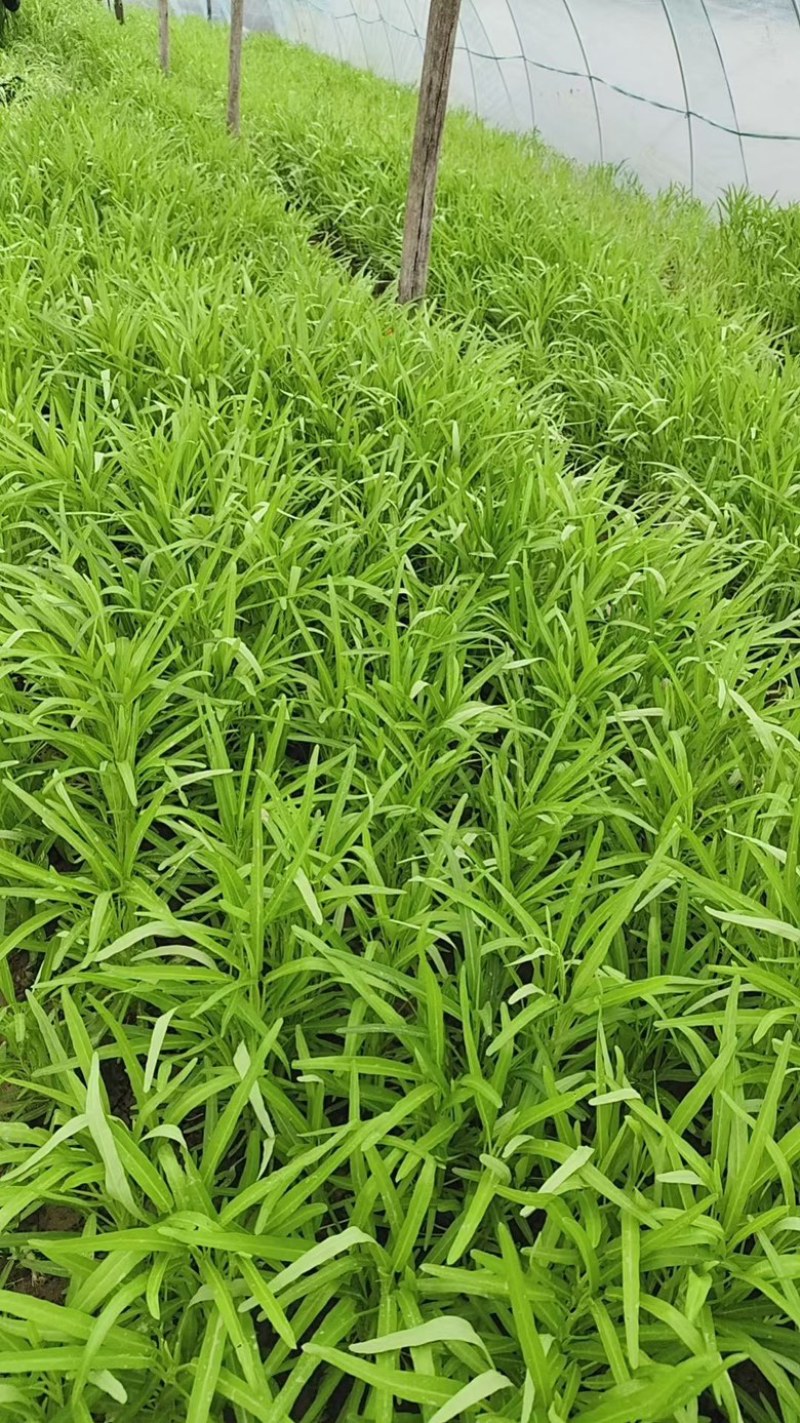 正宗博白空心菜1️⃣级货