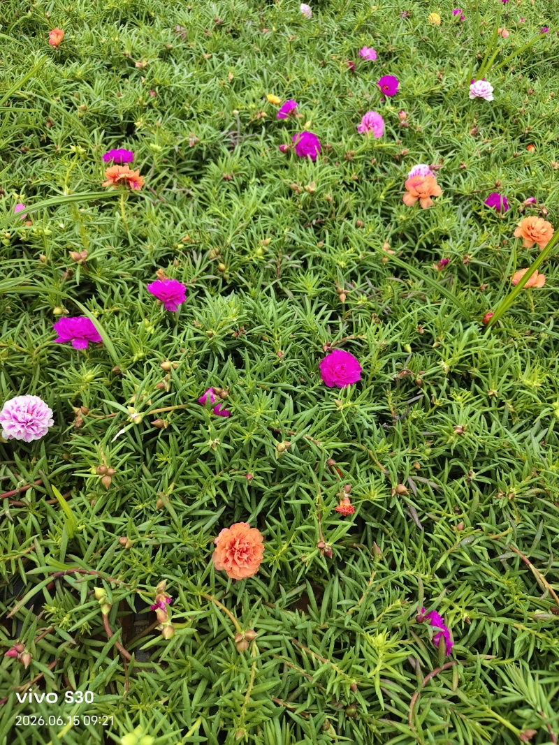 重瓣太阳花苗带根太阳花盆栽花卉好养四季跟开花室外阳台庭院