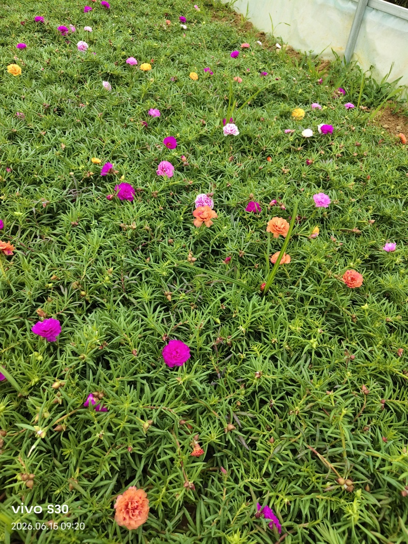 重瓣太阳花苗带根太阳花盆栽花卉好养四季跟开花室外阳台庭院