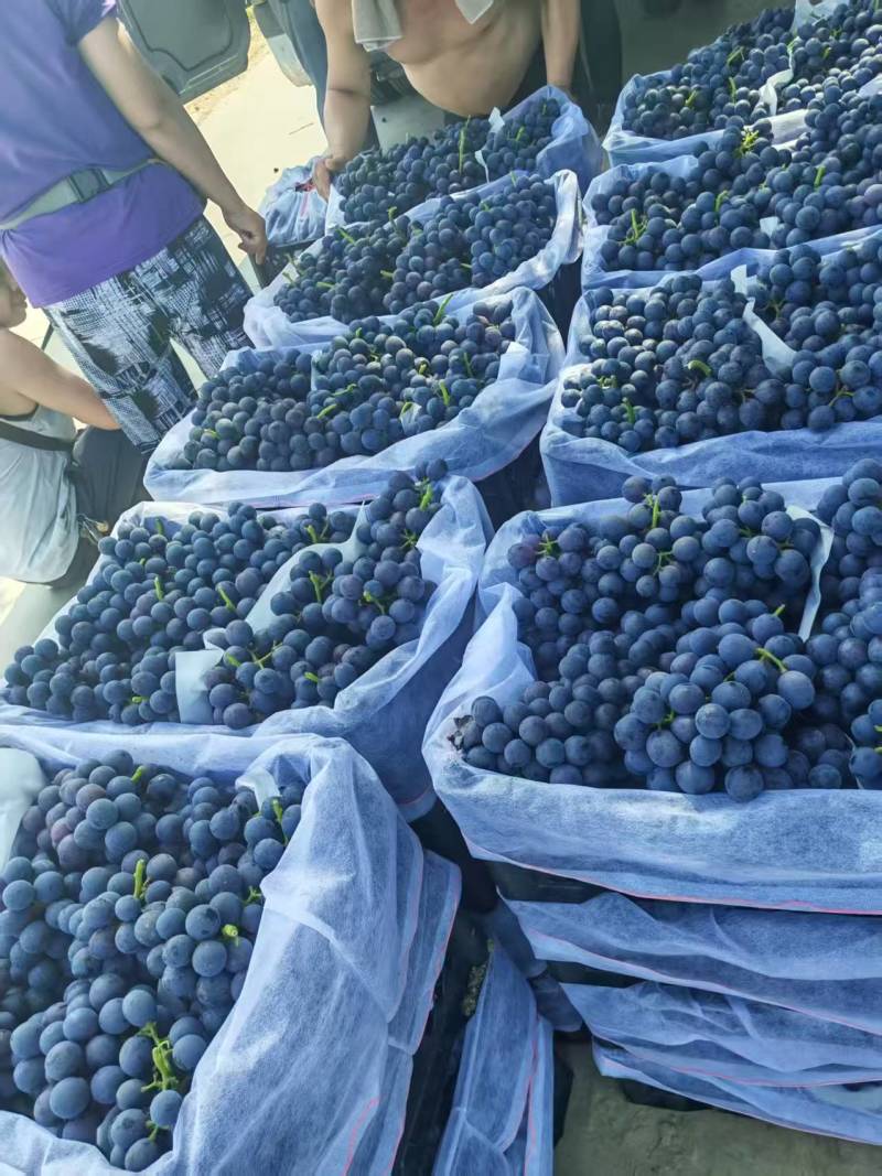 河北夏黑葡萄清甜可口价格美丽质量好走货快量大从优欢迎询价