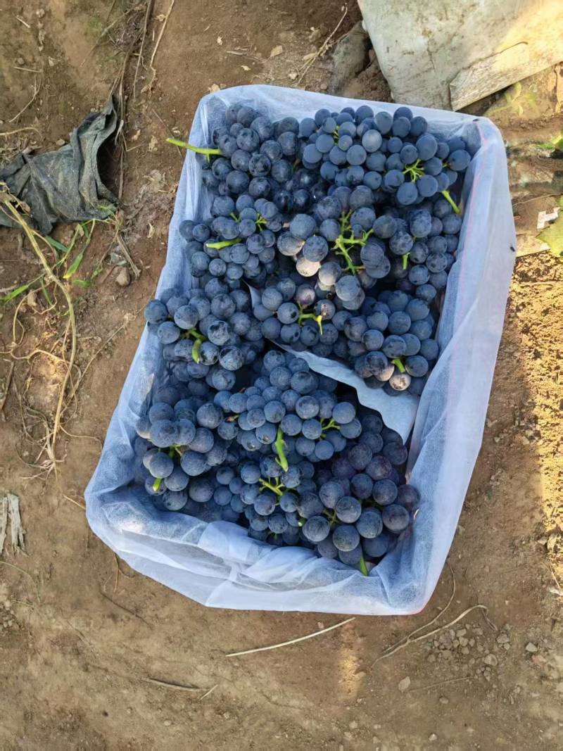 河北夏黑葡萄清甜可口价格美丽质量好走货快量大从优欢迎询价