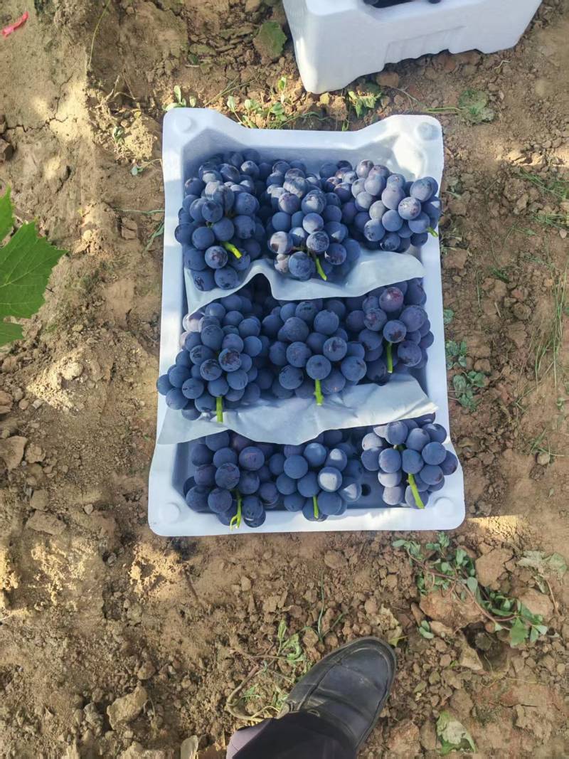 河北夏黑葡萄清甜可口价格美丽质量好走货快量大从优欢迎询价