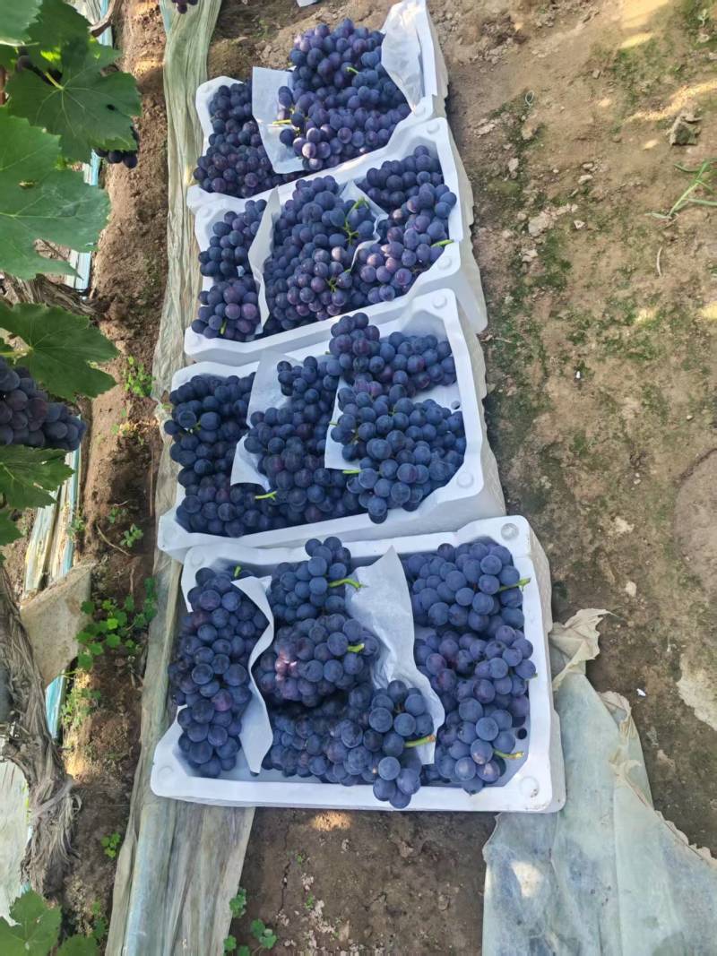 河北夏黑葡萄清甜可口价格美丽质量好走货快量大从优欢迎询价