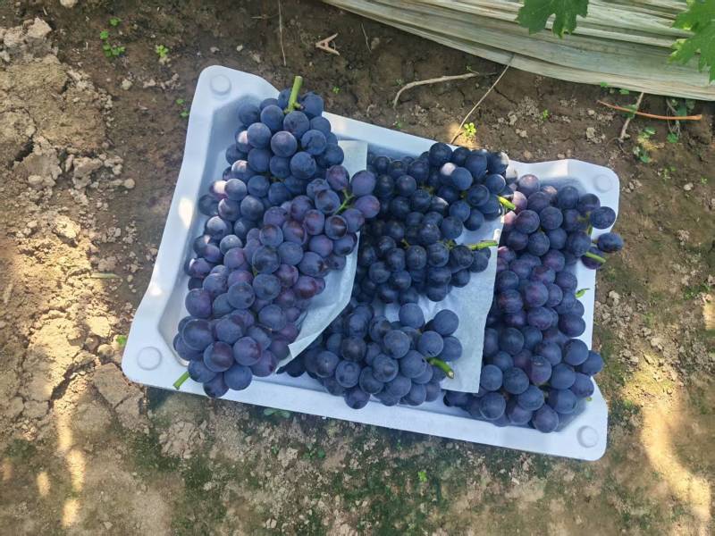 河北夏黑葡萄清甜可口价格美丽质量好走货快量大从优欢迎询价