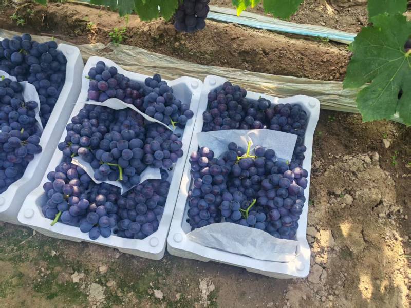 河北夏黑葡萄清甜可口价格美丽质量好走货快量大从优欢迎询价
