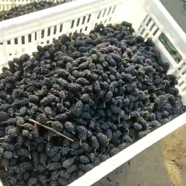 黑珍珠