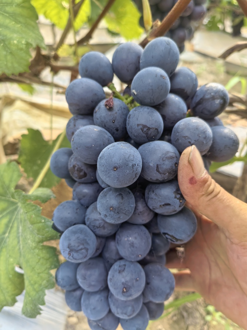 夏黑葡萄