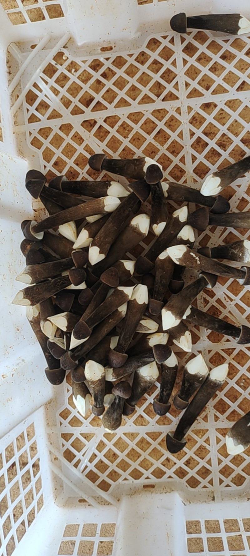 黑皮鸡枞菌