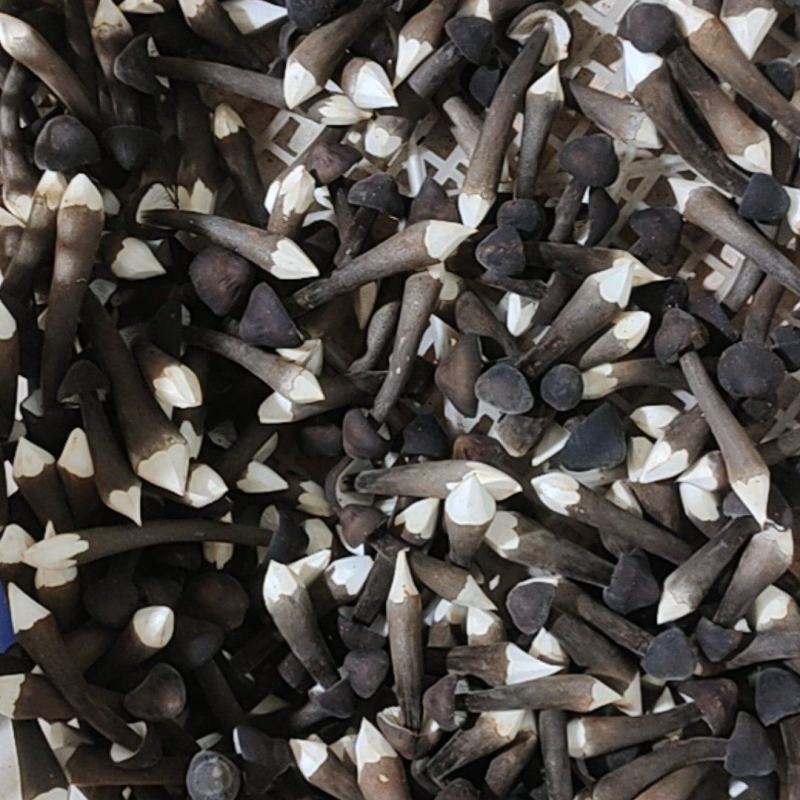 黑皮鸡枞菌