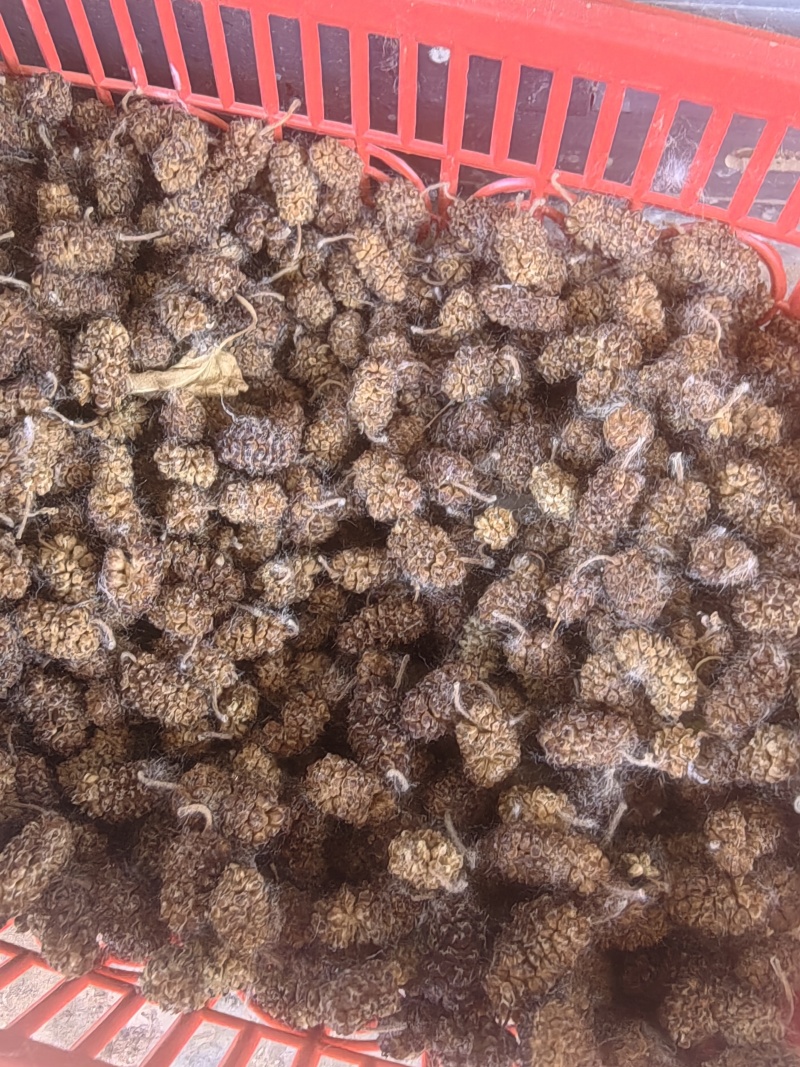 出售桑椹干，干桑椹