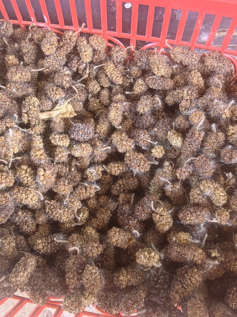 出售桑椹干，干桑椹