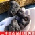 九华山甄选黄精九蒸九晒九制正品熟黄精500g即食泡水养生