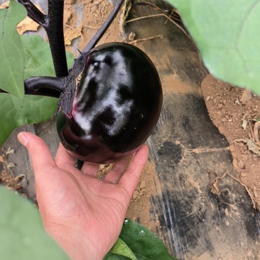 紫圆茄