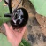 紫圆茄