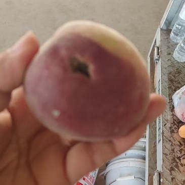 水蜜桃/源头产地品质上等次品春雪蜜桃价格优