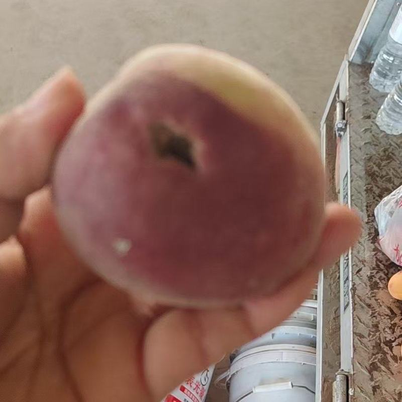 水蜜桃/源头产地品质上等次品春雪蜜桃价格优