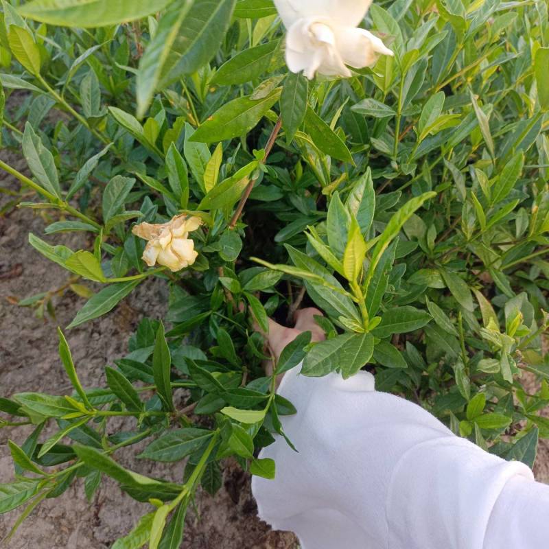 小叶桅子大杯苗