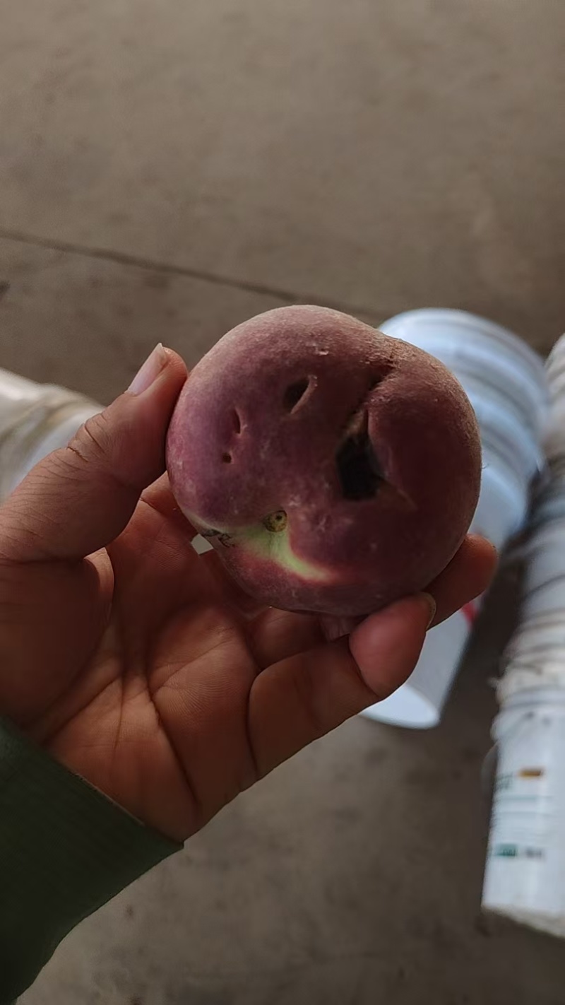 水蜜桃/源头产地品质上等次品春雪蜜桃价格优