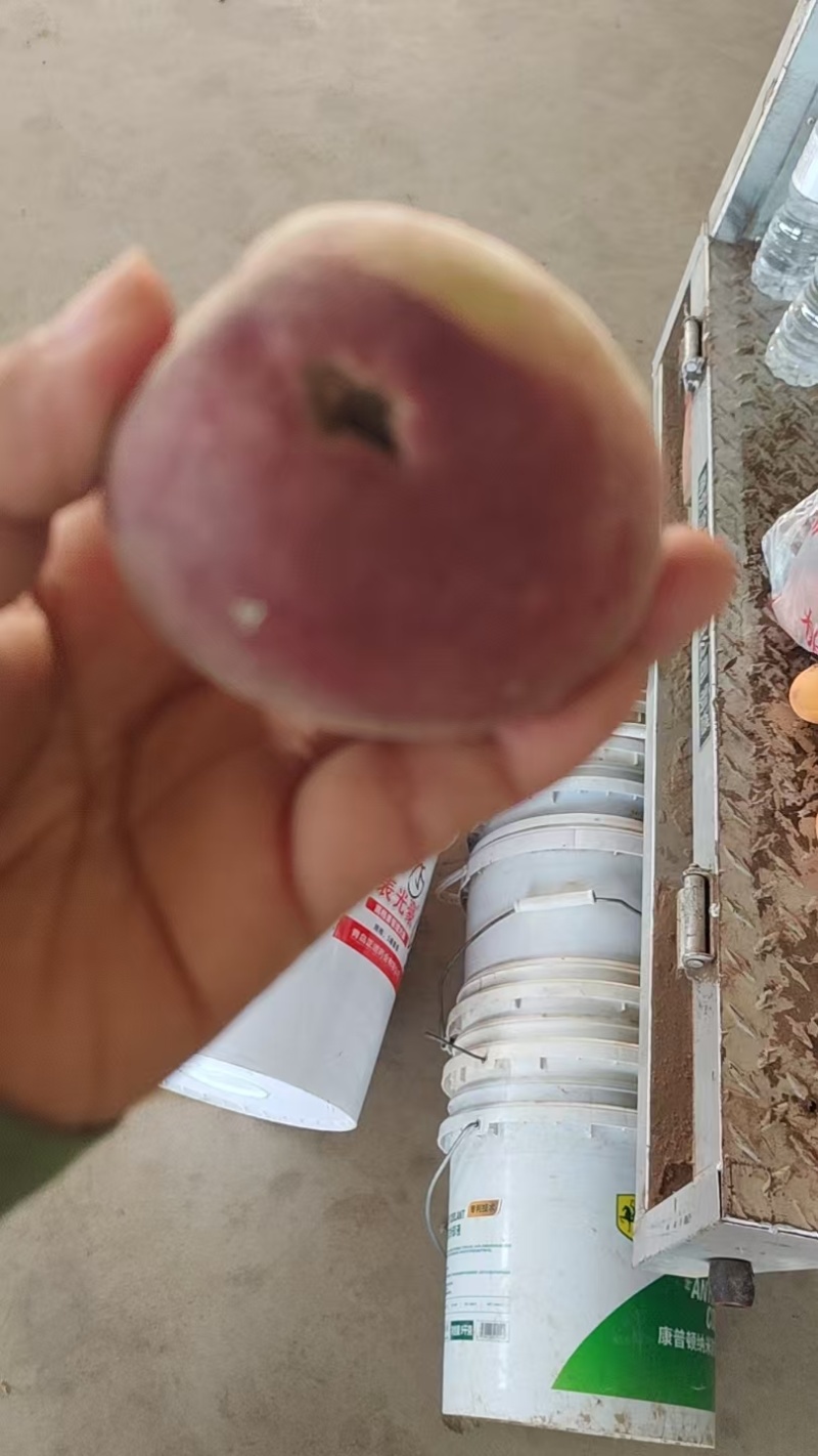 水蜜桃/源头产地品质上等次品春雪蜜桃价格优