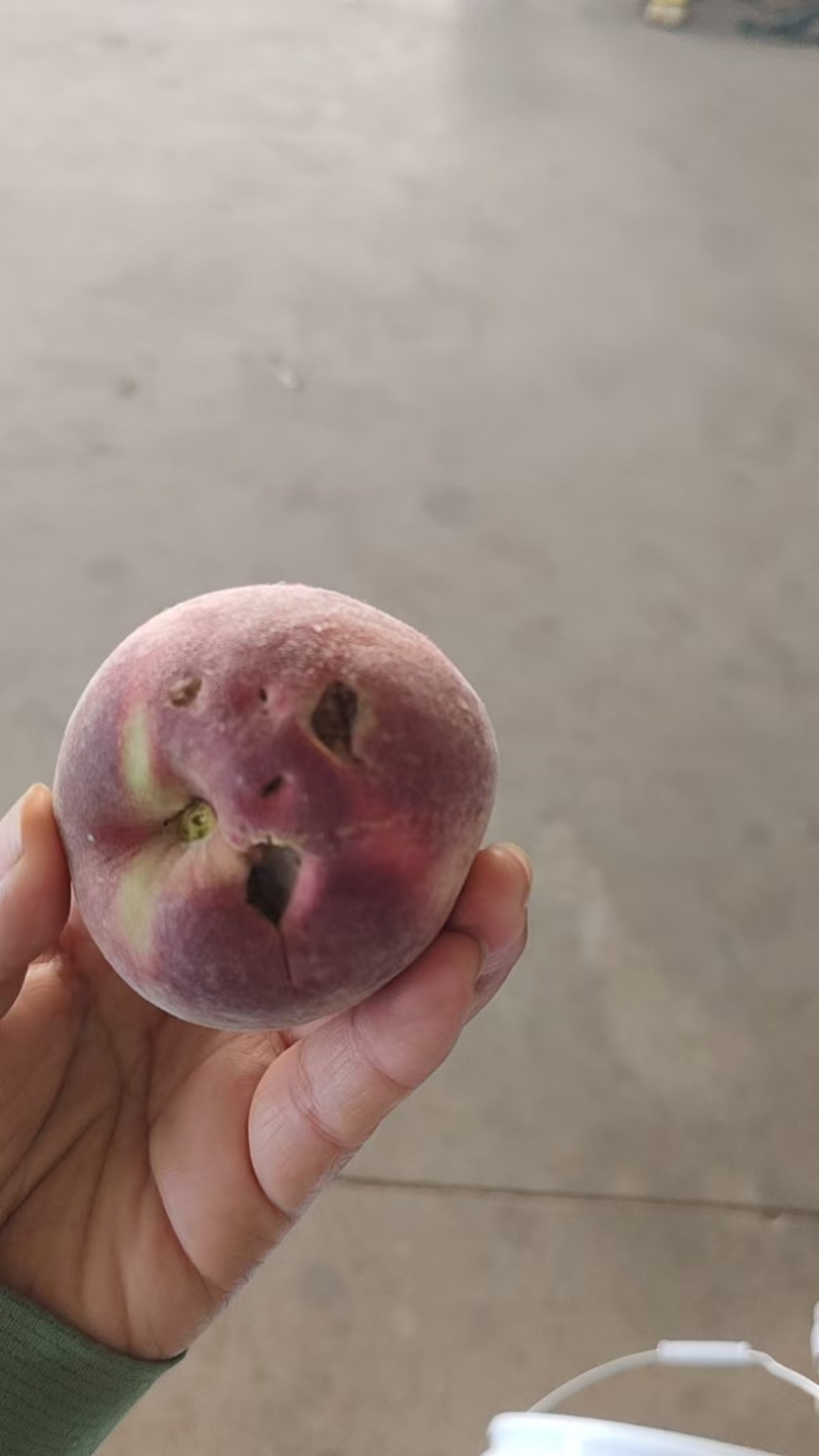 水蜜桃/源头产地品质上等次品春雪蜜桃价格优
