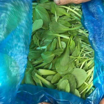 上海青浦区农户自种的鸡毛菜