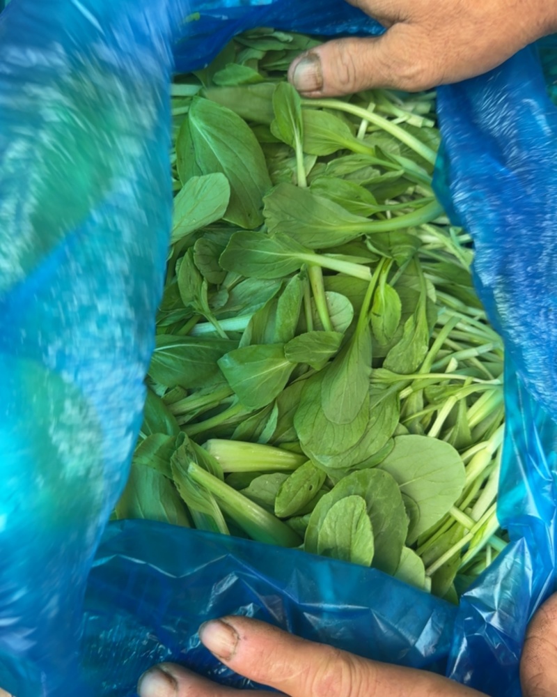 上海青浦区农户自种的鸡毛菜