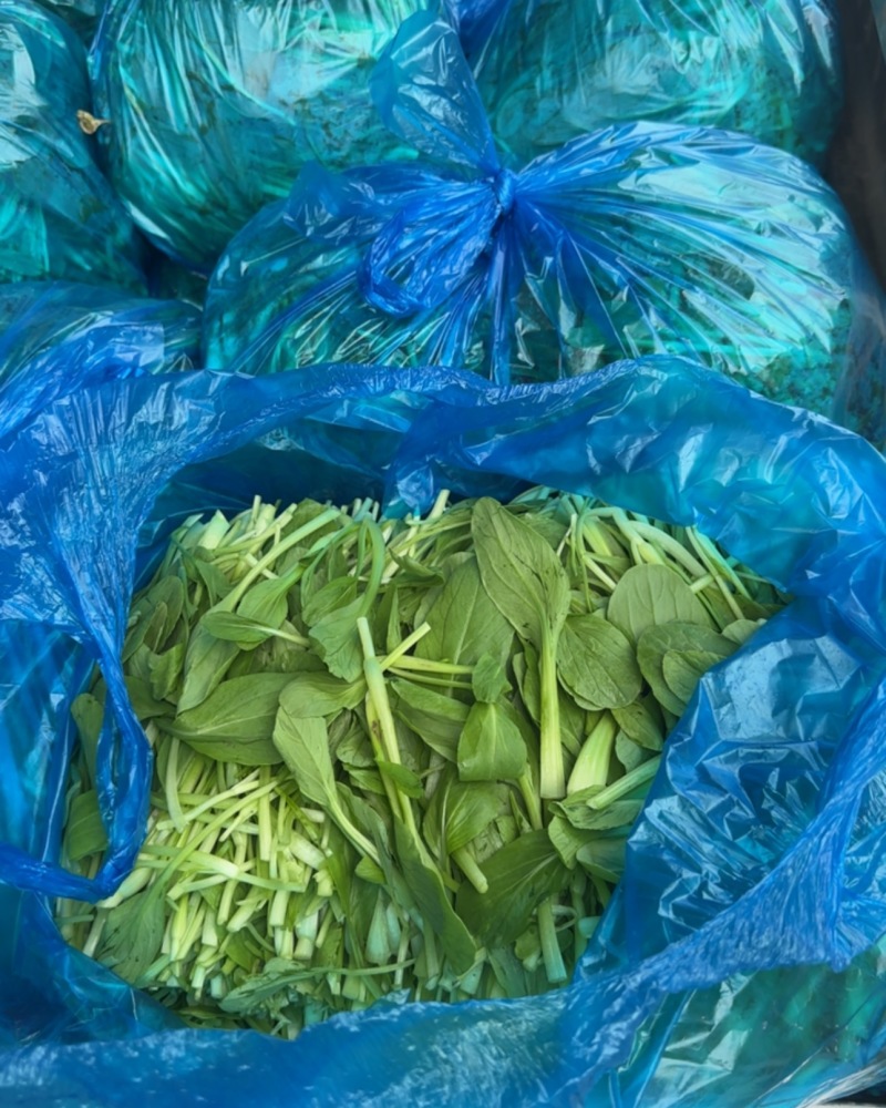 上海青浦区农户自种的鸡毛菜