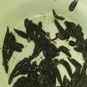 水蛭