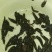 水蛭