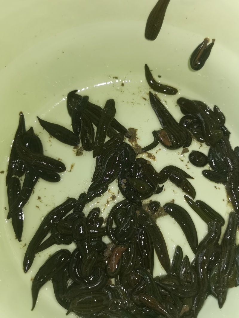 水蛭