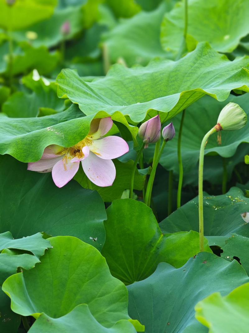 茶色草莲子，新鲜莲蓬全国各地直飞海南莲蓬莲子，老莲蓬