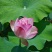 茶色草莲子，新鲜莲蓬全国各地直飞海南莲蓬莲子，老莲蓬