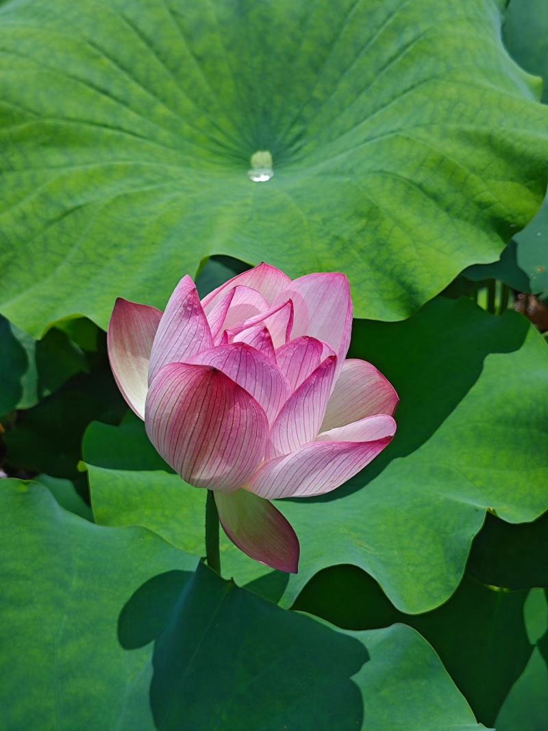 茶色草莲子，新鲜莲蓬全国各地直飞海南莲蓬莲子，老莲蓬