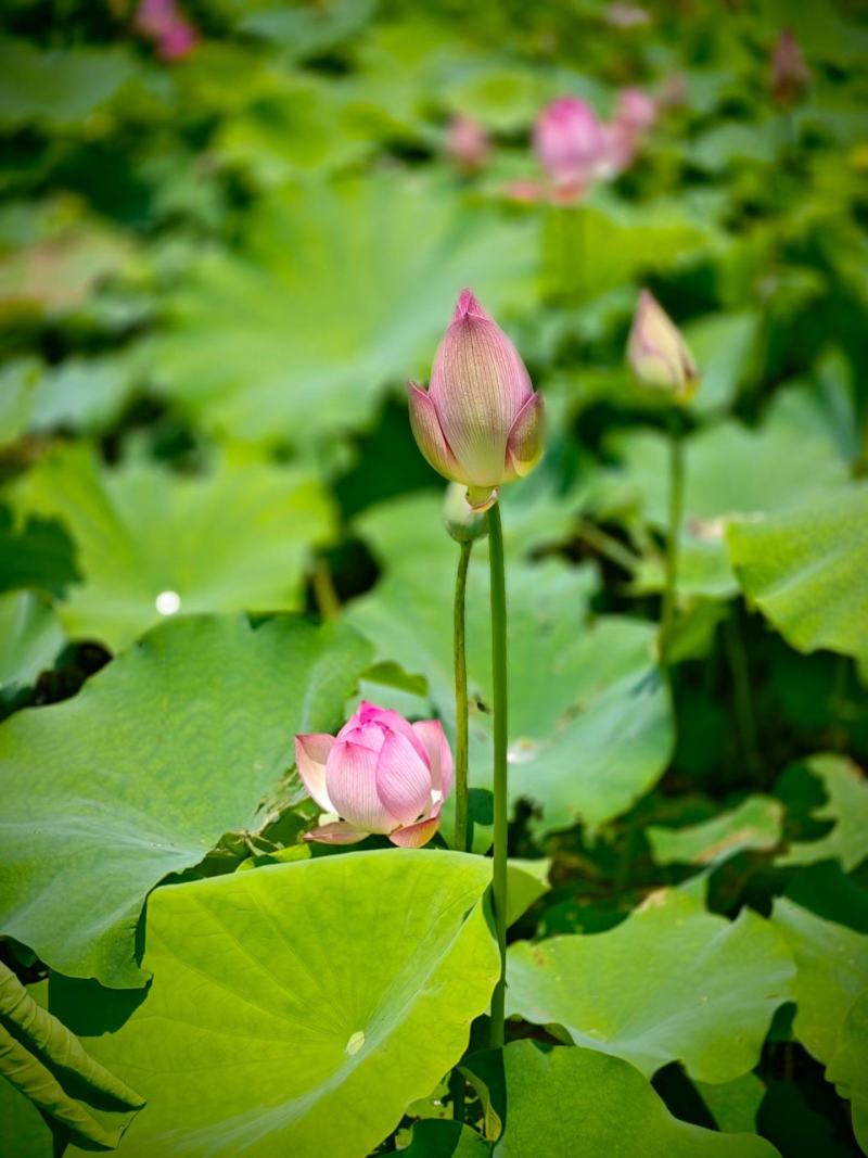 茶色草莲子，新鲜莲蓬全国各地直飞海南莲蓬莲子，老莲蓬