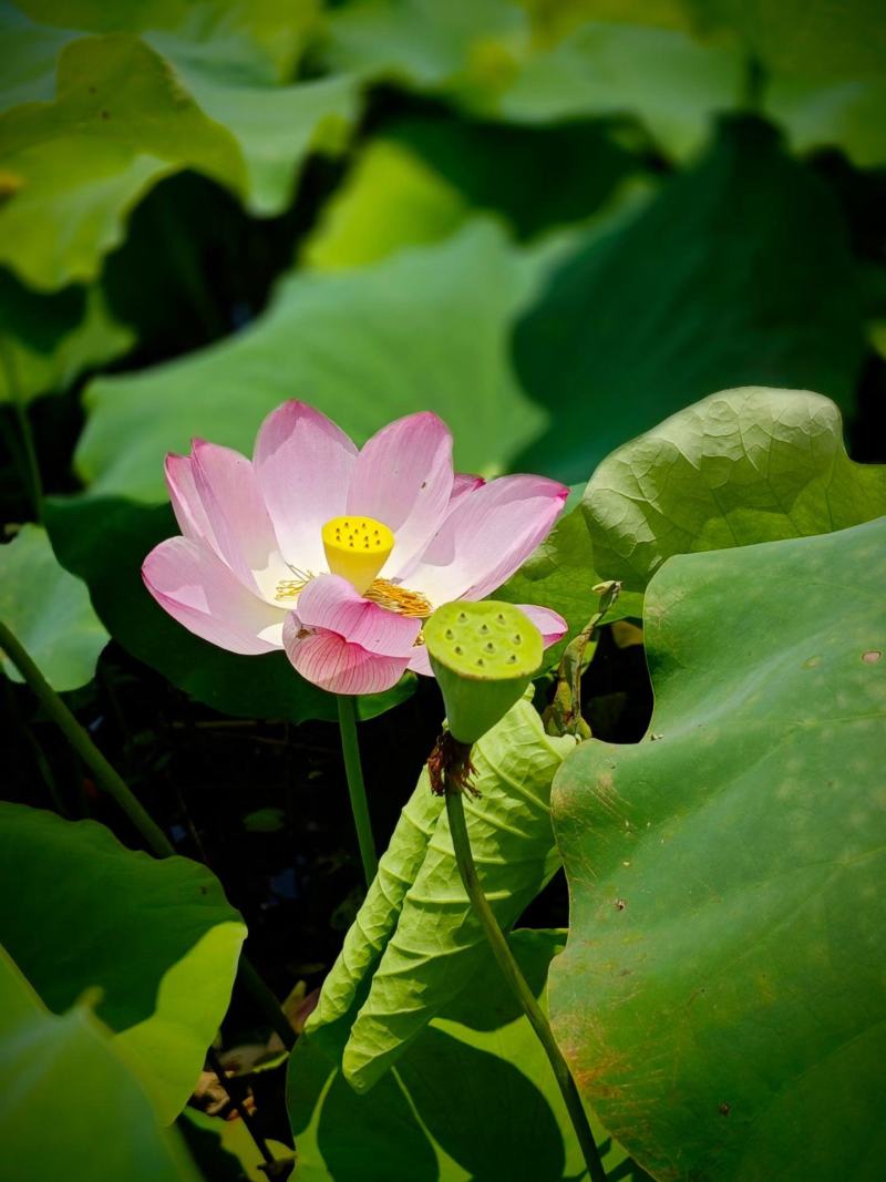 茶色草莲子，新鲜莲蓬全国各地直飞海南莲蓬莲子，老莲蓬
