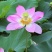茶色草莲子，新鲜莲蓬全国各地直飞海南莲蓬莲子，老莲蓬