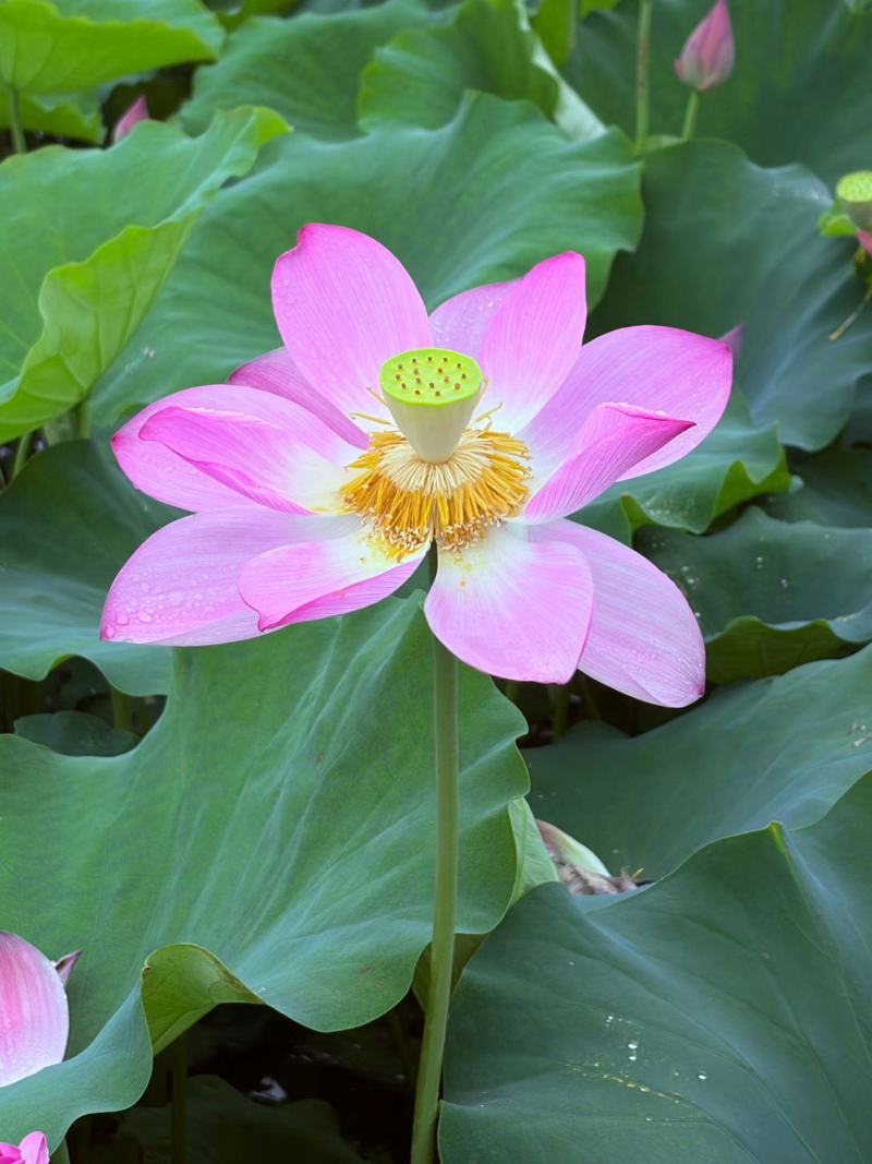 茶色草莲子，新鲜莲蓬全国各地直飞海南莲蓬莲子，老莲蓬