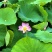 茶色草莲子，新鲜莲蓬全国各地直飞海南莲蓬莲子，老莲蓬