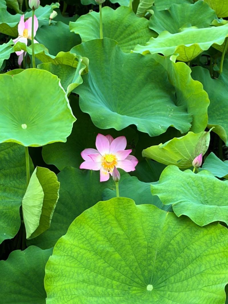茶色草莲子，新鲜莲蓬全国各地直飞海南莲蓬莲子，老莲蓬