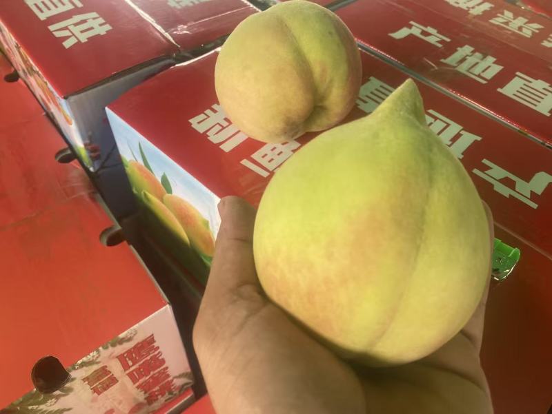 江西寻乌鹰嘴桃现摘鲜果基地直发大果脆甜多汁