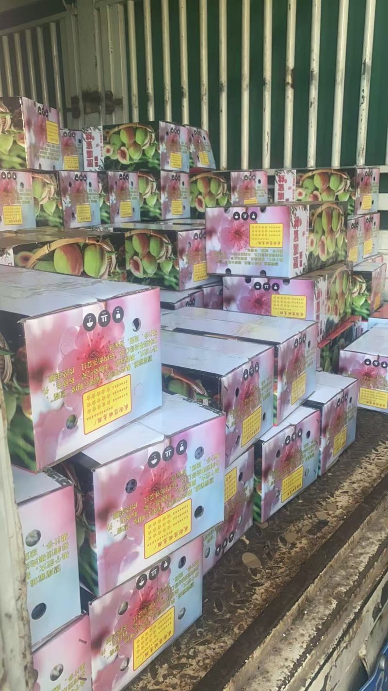 江西寻乌鹰嘴桃现摘鲜果基地直发大果脆甜多汁