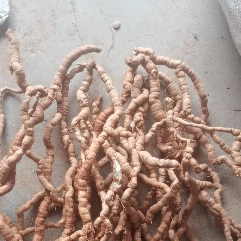 巴戟天统生鲜货