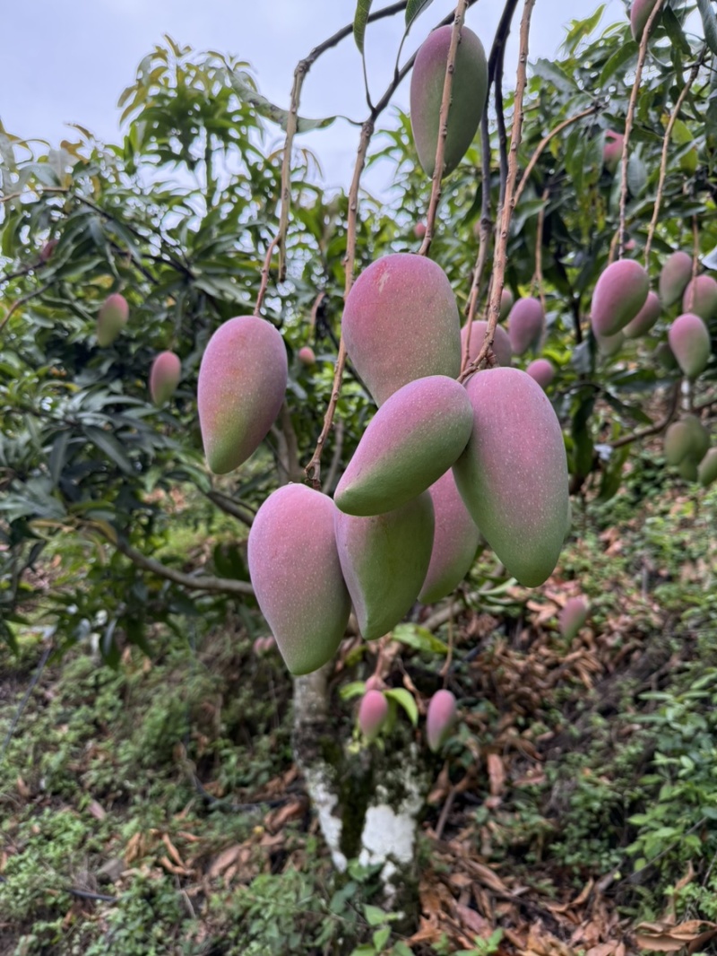 云南贵妃芒，电商货市场货大量出货中。