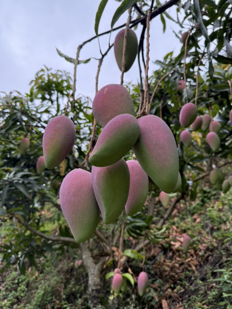云南贵妃芒，电商货市场货大量出货中。